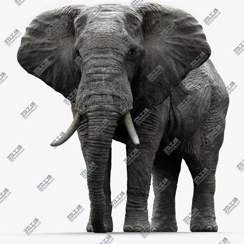 images/goods_img/20210113/African Elephant (Animation) (Rigged)/1.jpg